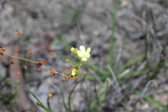 Drosera subhirtella