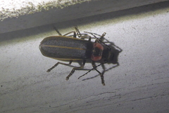 Podabrus brevicollis