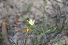Drosera subhirtella