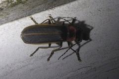 Podabrus brevicollis