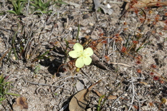 Drosera subhirtella