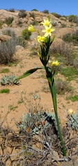 Moraea bifida