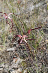 Caladenia polychroma