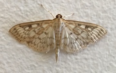 Herpetogramma thestealis