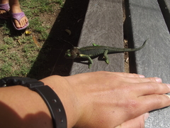 Bradypodion damaranum