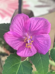 Pavonia lasiopetala