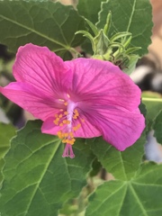 Pavonia lasiopetala