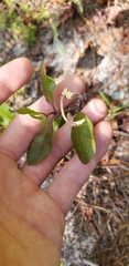 Asclepias curtissii
