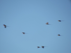 Urocolius indicus indicus