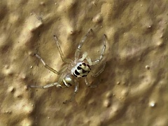 Phintella piatensis