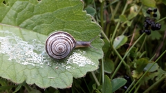Helicella itala
