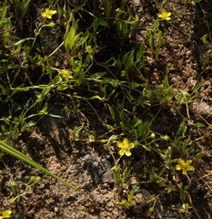 Ranunculus flammula ovalis