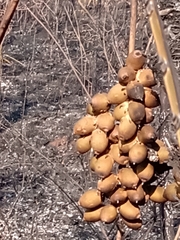 Syagrus flexuosa