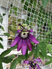Passiflora amethystina × caerulea