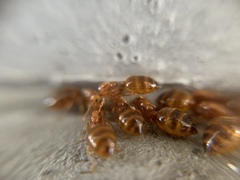 Crematogaster osakensis