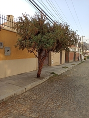 Polylepis neglecta