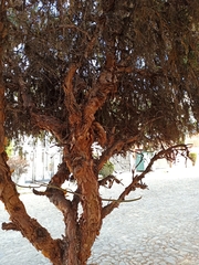 Polylepis neglecta