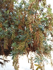Polylepis neglecta