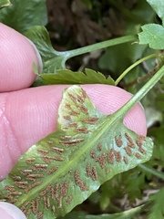 Phytoliriomyza felti