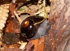 Victaphanta compacta
