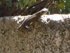 Sceloporus grammicus