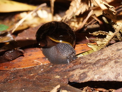 Victaphanta compacta
