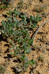 Leobordea polycephala