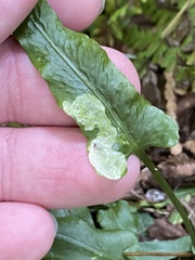 Phytoliriomyza felti