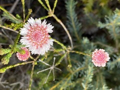 Actinodium cunninghamii