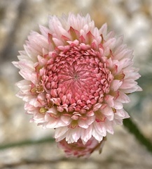 Actinodium cunninghamii