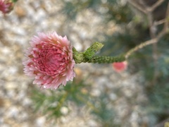 Actinodium cunninghamii