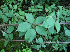 Rubus lindleianus