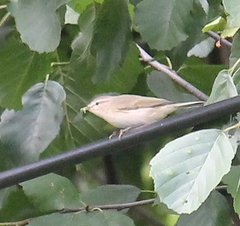 Phylloscopus trochiloides