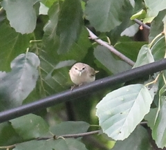 Phylloscopus trochiloides