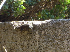 Sceloporus grammicus