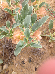 Tripterocalyx micranthus