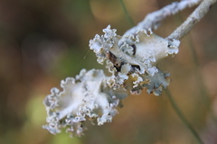 Parmotrema hypoleucinum