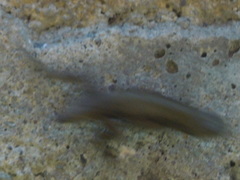 Sceloporus grammicus