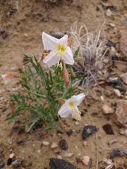 Oenothera nuttallii