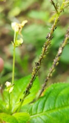 Impatientinum asiaticum