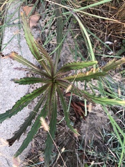 Angiospermae