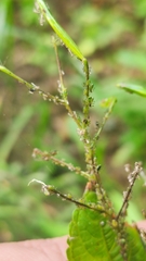 Impatientinum asiaticum