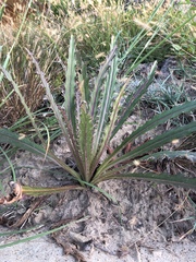 Angiospermae
