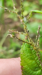 Impatientinum asiaticum