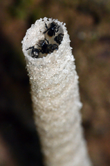 Tetragonilla collina