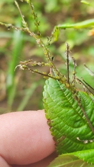 Impatientinum asiaticum