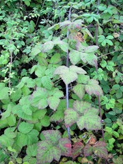 Rubus × loganobaccus