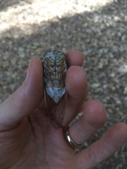 Megatibicen dealbatus