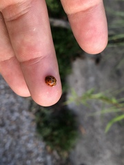Harmonia axyridis