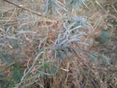 Podosphaera euphorbiae